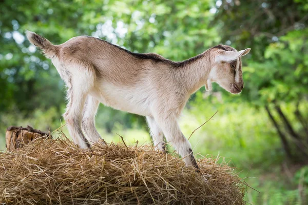 Ung get i gård — Stockfoto