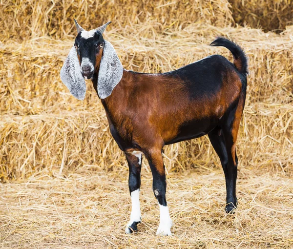 Kambing di peternakan — Stok Foto