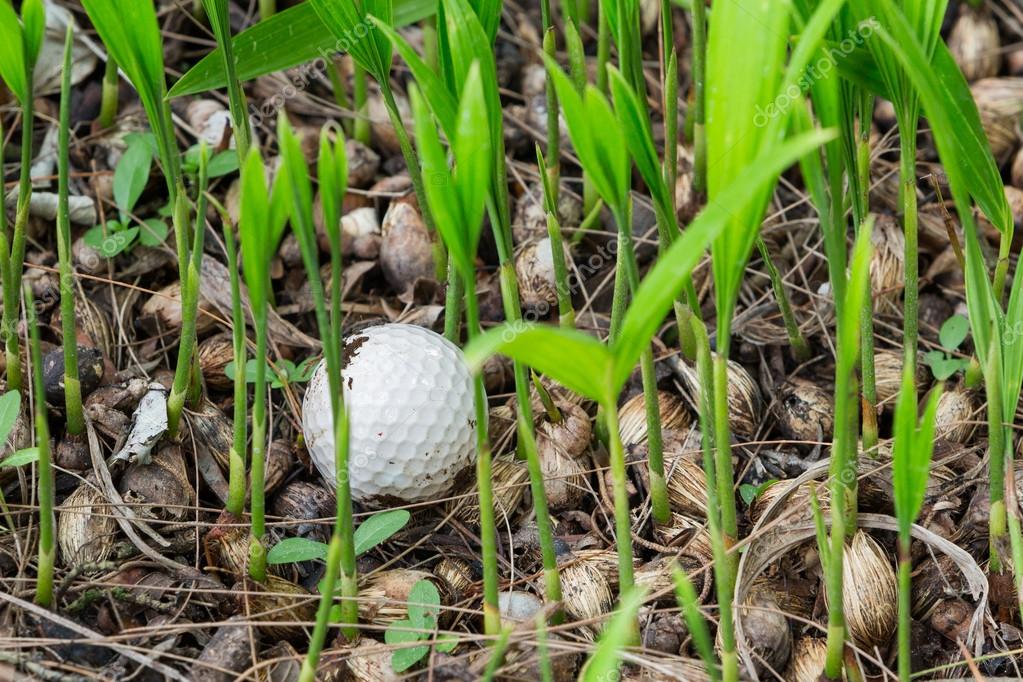 Golf ball stuck in palm seedlings — Stock Photo © smuayc 31854881