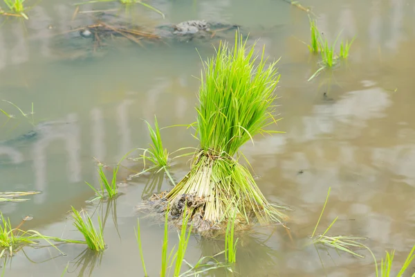 Mudas de arroz — Fotografia de Stock