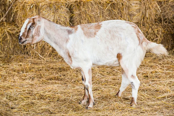 Geit in boerderij — Stockfoto