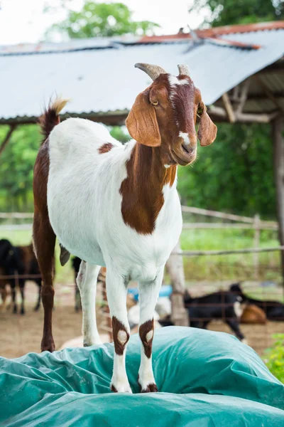 Caprinos na exploração agrícola — Fotografia de Stock