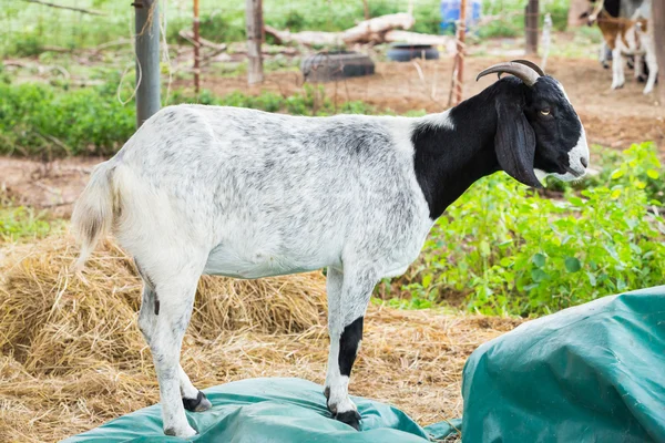 Caprinos na exploração agrícola — Fotografia de Stock