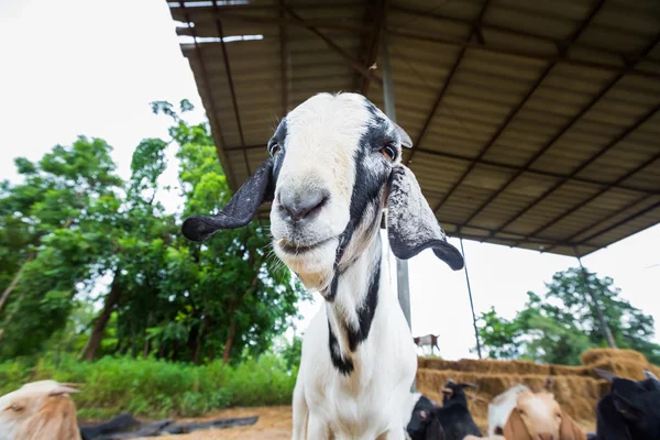 Capra in azienda — Foto Stock