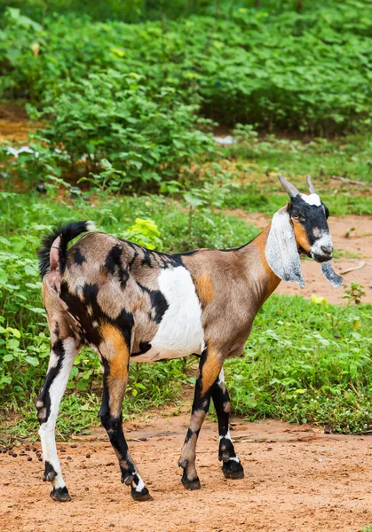 Cabra en la granja — Foto de Stock