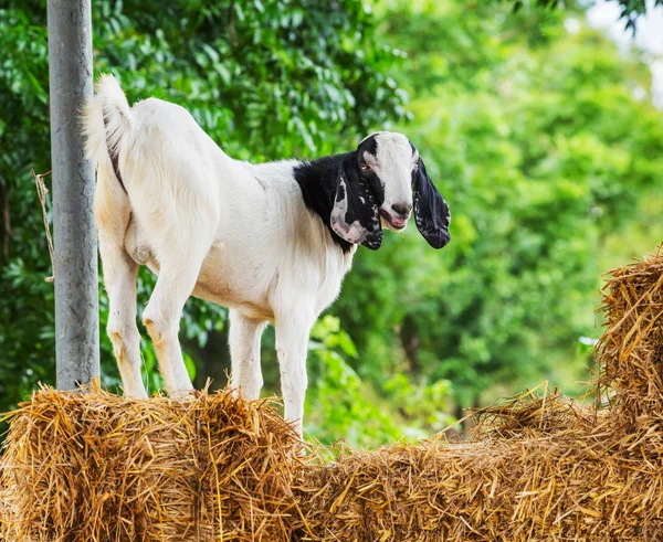 Kozí farmě — Stock fotografie