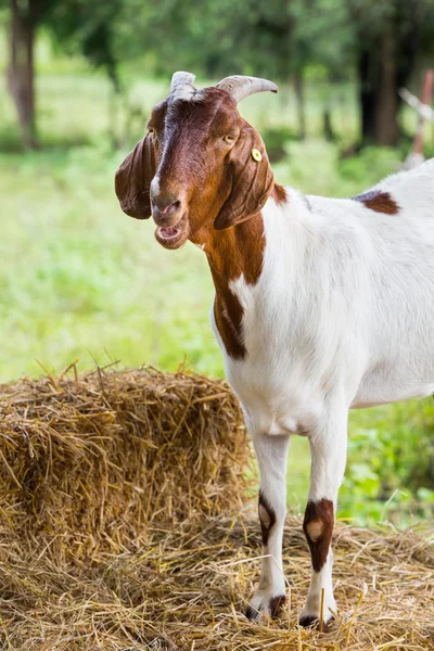 Get i gård — Stockfoto