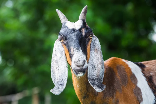 Geit in boerderij — Stockfoto