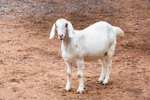 Caprinos na exploração agrícola — Fotografia de Stock