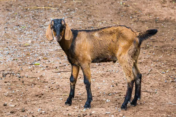 Caprinos na exploração agrícola — Fotografia de Stock