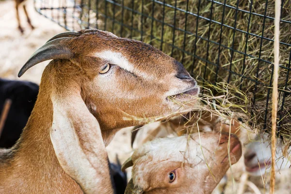 Kozí farmě — Stock fotografie