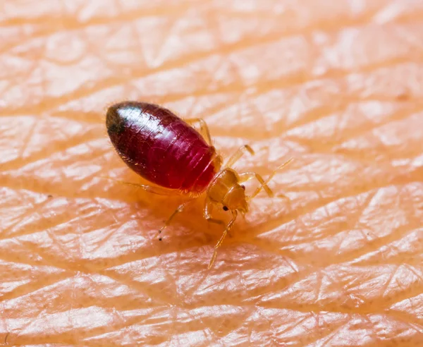 Baby bedbug — Stock Photo, Image