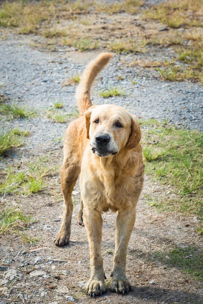 Blandras hund — Stockfoto