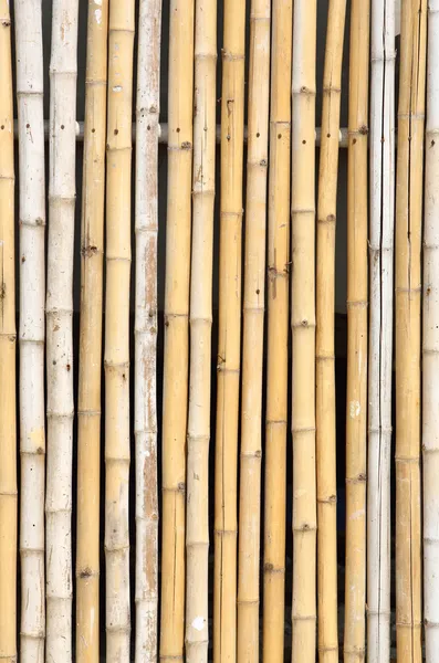 Bamboo texture — Stock Photo, Image