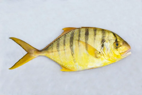 Sin dientes dorados trevally — Foto de Stock