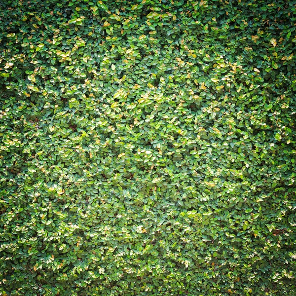 Vignet stijl ficus pumila bladeren achtergrond — Stockfoto