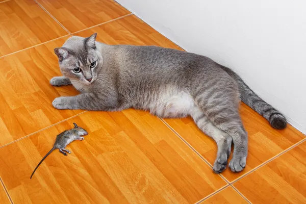 Katze tötet Ratte — Stockfoto