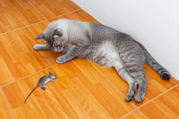 猫杀鼠 — 图库照片