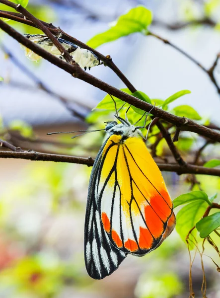 Mariposa común de Jezabel —  Fotos de Stock