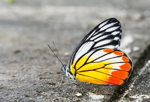 Gemensamma jezebel fjäril — Stockfoto