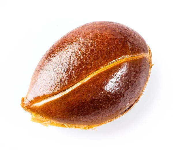 Persimmon seed — Stock Photo, Image