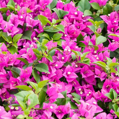 Begonvil spectabilis