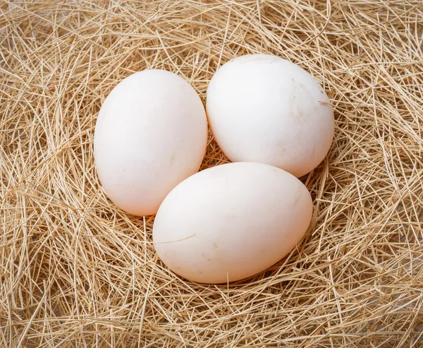 Organic duck eggs Stock Picture