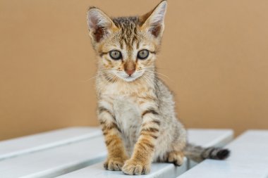 sevimli Tay yavru kedi