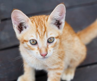 güzel Taylandlı yavru kedi