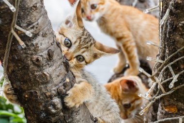 Tay sevimli yaramaz kedi