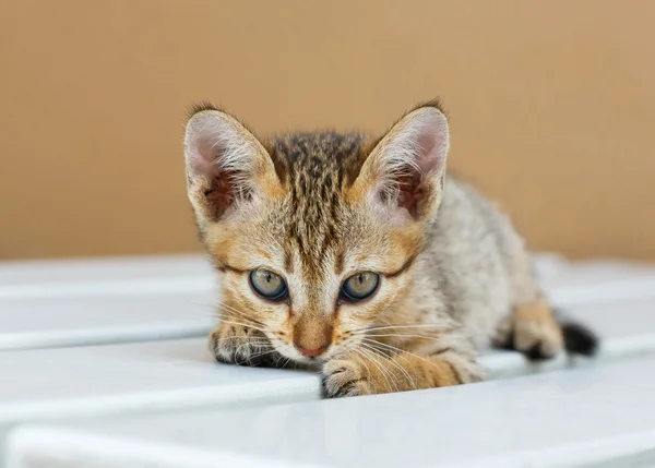 Симпатичный тайский котенок — стоковое фото