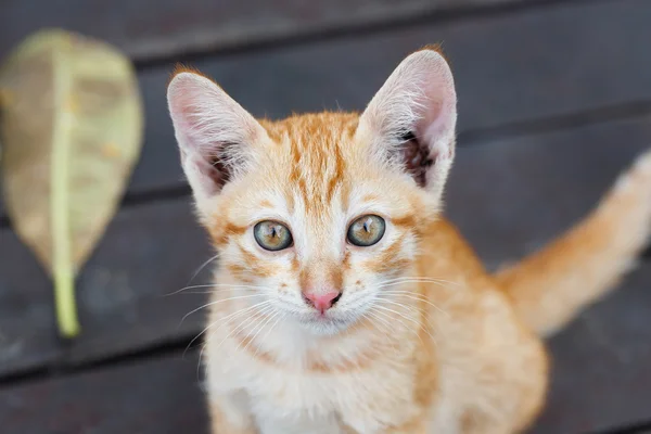 Precioso tailandés gatito — Foto de Stock