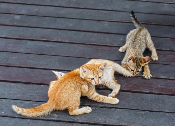 タイの子猫 — ストック写真