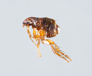 Ctenocephalides felis