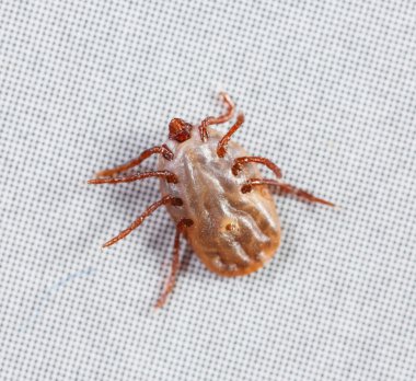 Kadın rhipicephalus sanguineus