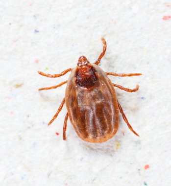 Kadın rhipicephalus sanguineus