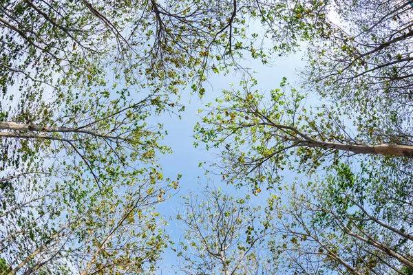 Madera de teca — Foto de Stock