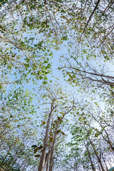 Madera de teca — Foto de Stock