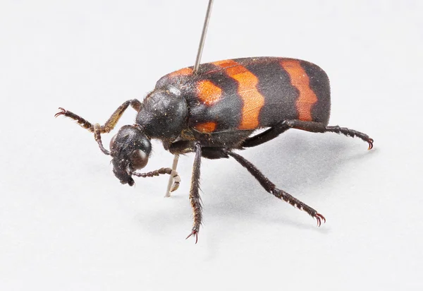 Coccinelle - mylabris phalerata — Photo