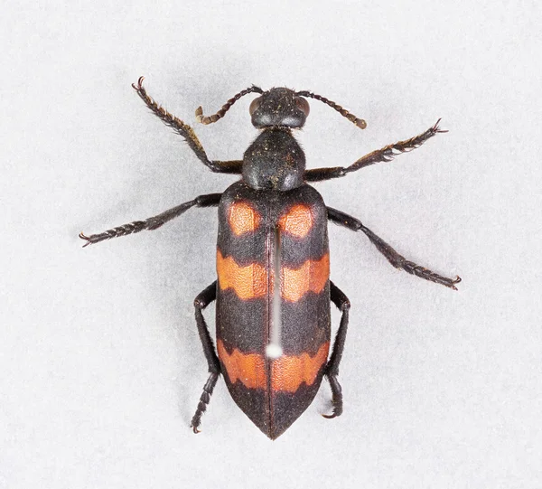 Блістерні жуки - mylabris phalerata — стокове фото