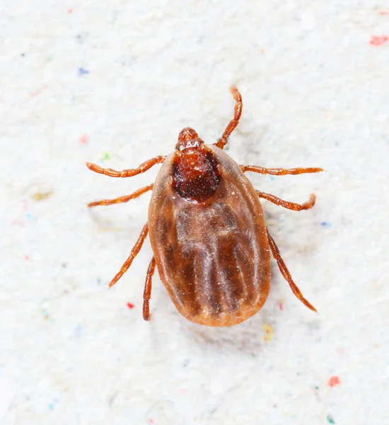 Female rhipicephalus sanguineus — Stock Photo, Image