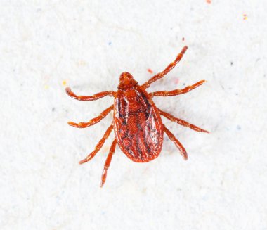 Erkek rhipicephalus sanguineus