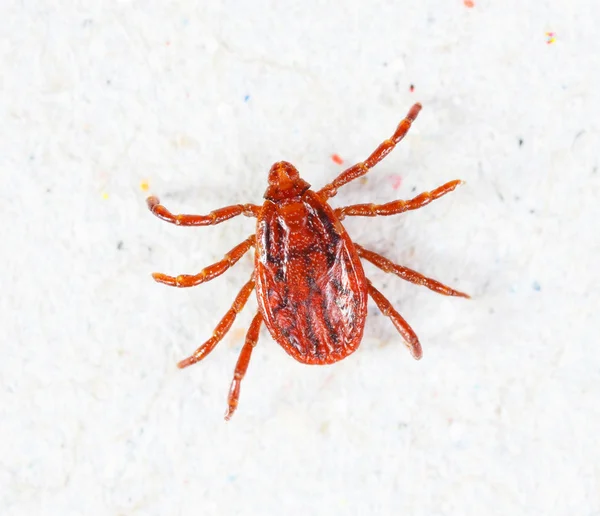 Rhipicephalus sanguineus macho — Foto de Stock