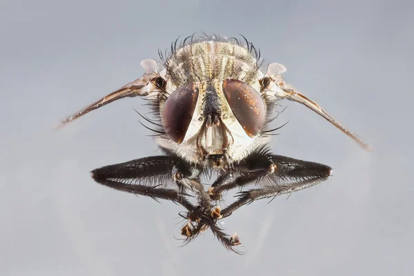 Sarcophaga species — Stock Photo, Image