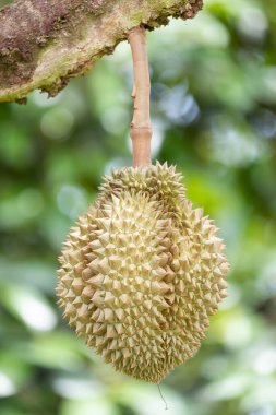 Ağaçta Monthong Durian, Tayland 'ın meyve kralı.