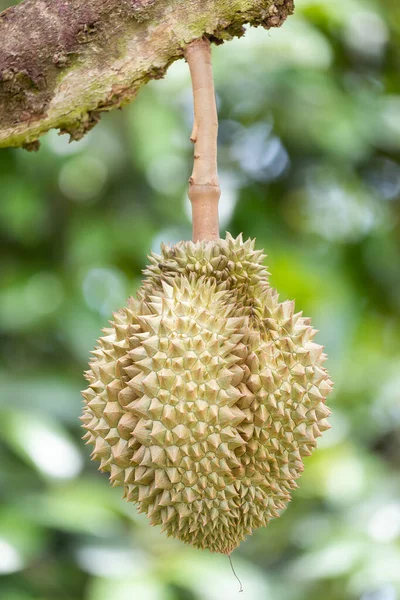 Monthong Durian Árvore Rei Dos Frutos Tailândia — Fotografia de Stock