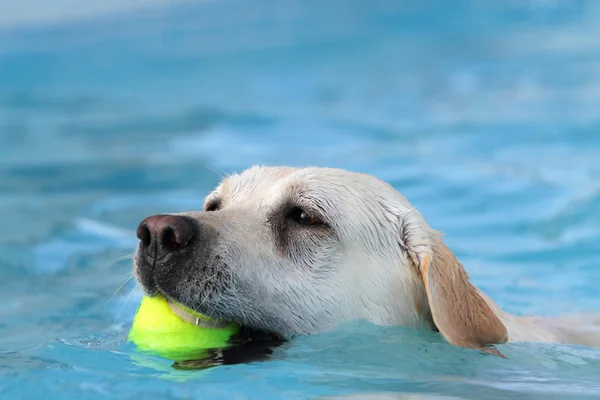 Labrador brincando na piscina — Fotografia de Stock