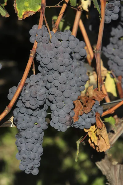 Bunches of red grapes — Stock Photo, Image