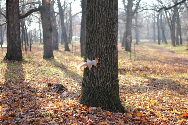 Das ist nicht der Fall. Eichhörnchen — Stockfoto