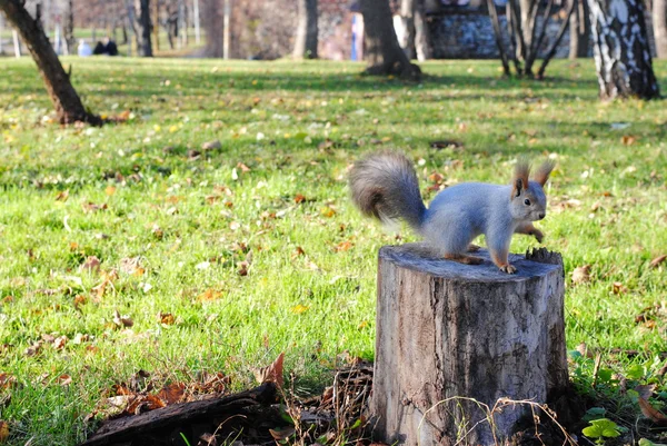 Белка. Squirrel — Stok fotoğraf